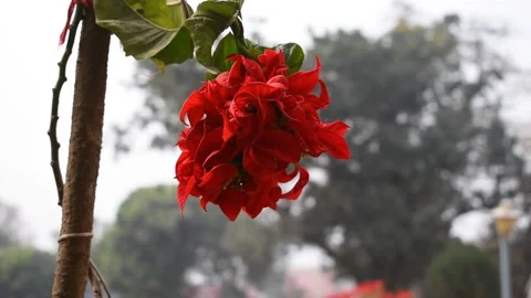 Beautiful dark red single flower in garden Stock Footage 151521039