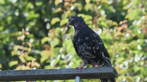 Beautiful dark roller pigeon standing on a wooden bar of a dovecote, turning Video stock 337979516