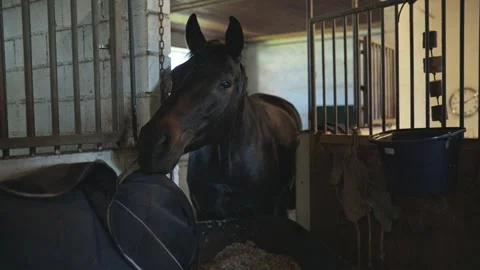 Beautiful dark stallion standing in a barn stall while eating from a feeder at Stock Footage 332339953