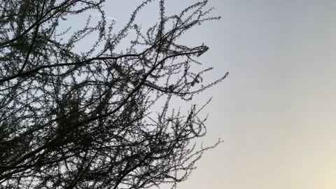 Beautiful Dark Tree branches with background sky Stock Footage 233854943