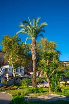 Beautiful date palm tree in front of blue sky with edible sweet fruits, Medit Stock Photos