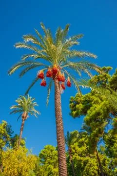 Beautiful date palm tree in front of blue sky with edible sweet fruits, Medit Stock Photos