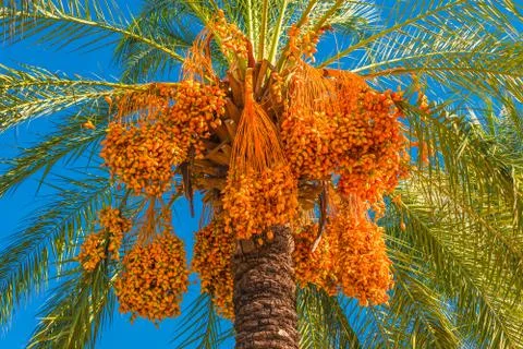 Beautiful date palm tree in front of blue sky with edible sweet fruits Foto stock