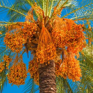 Beautiful date palm tree in front of blue sky with edible sweet fruits Stock Photos