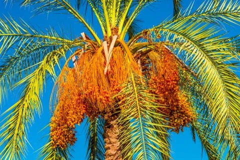 Beautiful date palm tree in front of blue sky with edible sweet fruits Stock Photos