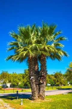 Beautiful date palm tree in front of blue sky with edible sweet fruits Foto stock