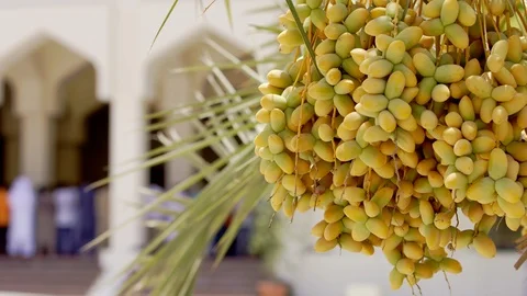 Beautiful Date Palm Tree Outside Al Farooq Mosque, UAE Vídeo Stock 125886302
