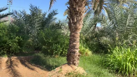 Beautiful Dates Garden and Dates Farms in Badr Madinah Saudi Arabia Stock Footage 258029570