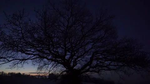 A beautiful dawn background of a large tree on a blue sky Video stock 229787113