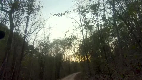 Beautiful Dawn in the jungle Stock Footage 209150814