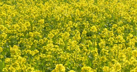 Beautiful day and light of a Rape Flower field 库存影片 162577044
