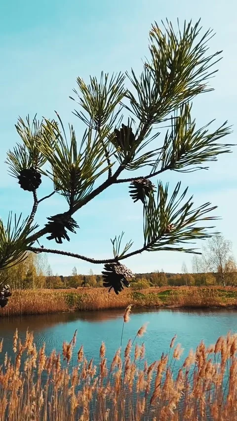 A beautiful day Stock Footage 242242087