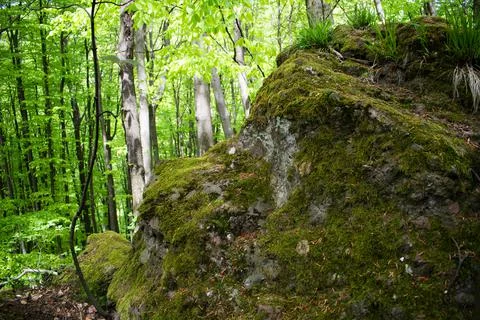 Beautiful day in the green forest Stock Photos