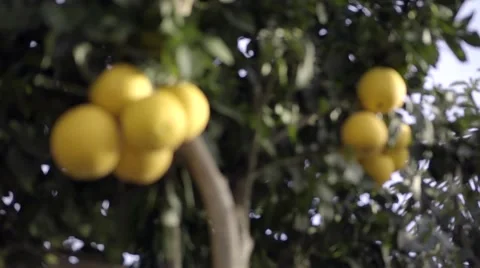 Beautiful day with oranges on tree Stock Footage 49367160