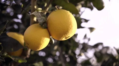 Beautiful day with oranges on tree Stock Footage 49367164