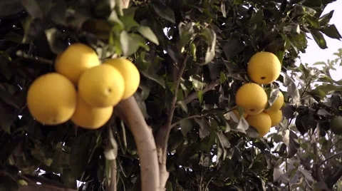 Beautiful day with oranges on tree Stock Footage 49367165