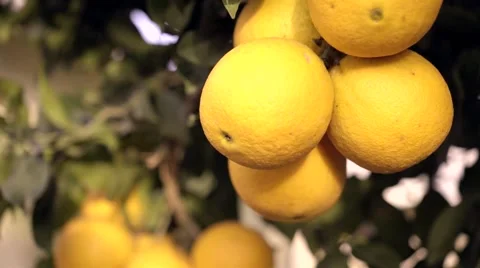 Beautiful day with oranges on tree Stock Footage 49367167