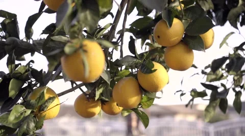 Beautiful day with oranges on tree Stock Footage 49367169