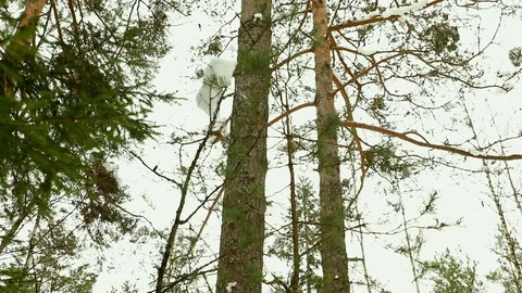 Beautiful day in winter forest movement. Stock Footage 87544161
