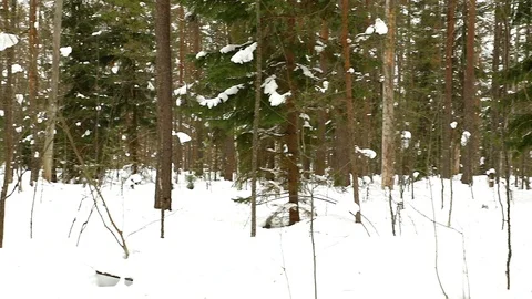 Beautiful day in winter forest movement Stock Footage 87544238