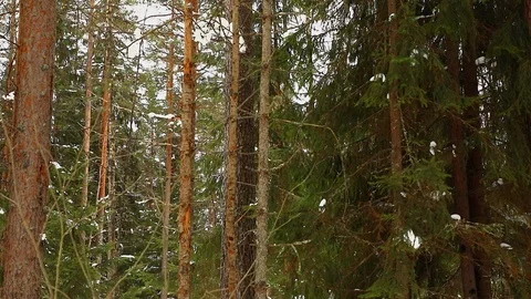 Beautiful day in winter forest movement Stock Footage 87544252