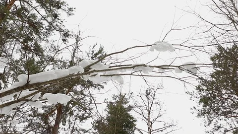 Beautiful day in winter forest movement Stock Footage 87544754