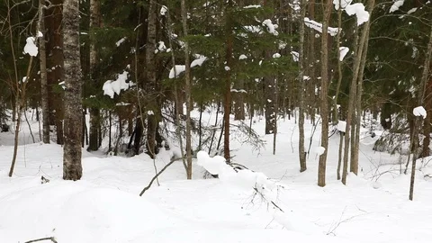 Beautiful day in winter forest movement Stock Footage 87544962
