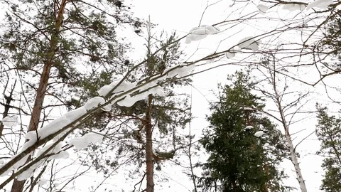 Beautiful day in winter forest movement Stock Footage 87545699