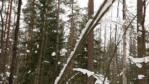 Beautiful day in winter forest movement Stock Footage 87545738