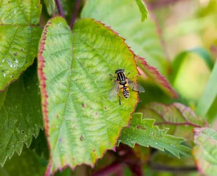 Beautiful dead head hover fly Myathropa florea Stock Photos