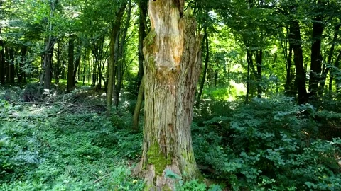 A beautiful dead tree in a forest park filmed using a drone Stock Footage 279483764