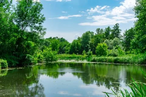 Beautiful deciduous forest on the background of a forest lake on a bright sunny Stock Photos