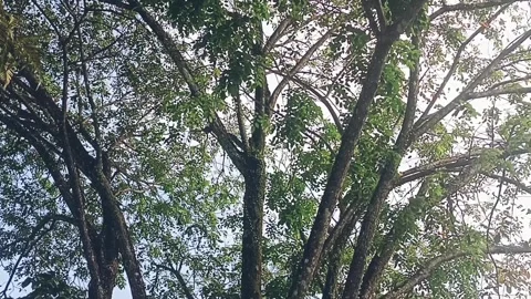 The beautiful deciduous tree Stock Footage 310559545