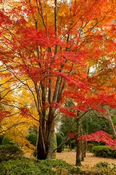 Beautiful deciduous trees in full colour in Autumn Stock Photos