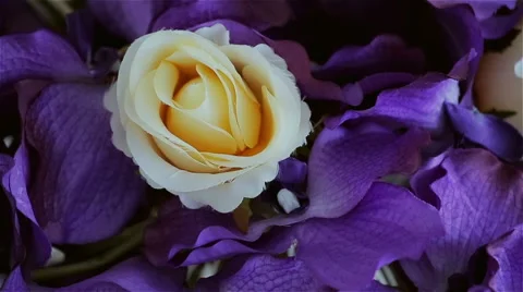 Beautiful decor in the studio Stock Footage 49742285