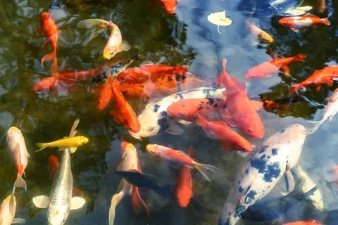 Beautiful decorative fish float in artificial pond Stock Photos