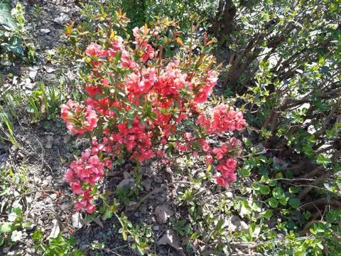 Beautiful Decorative Shrub Stock Photos