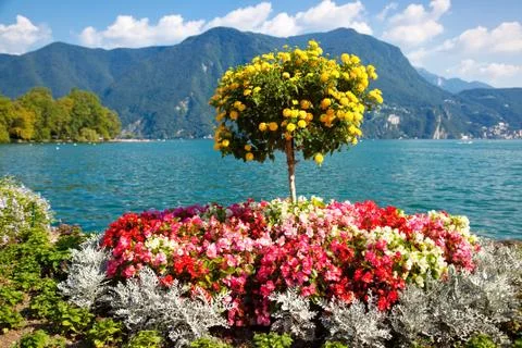 Beautiful decorative tree Stock Photos