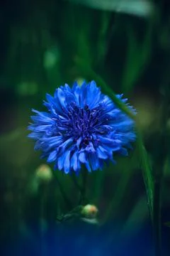 Beautiful deep blue cornflower Stock Photos