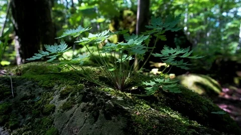 Beautiful Deep forest plant growing out of large boulder 库存影片 79107212