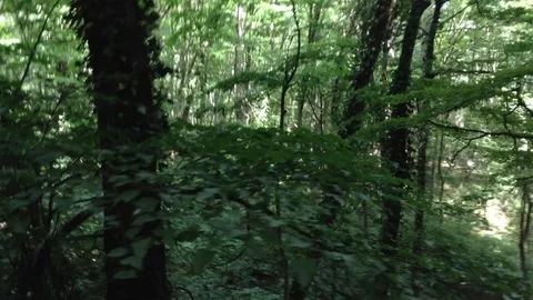 Beautiful Deep Forest - Yalta , Ay Petri , Crimea , Russia 3 Video stock 87094452