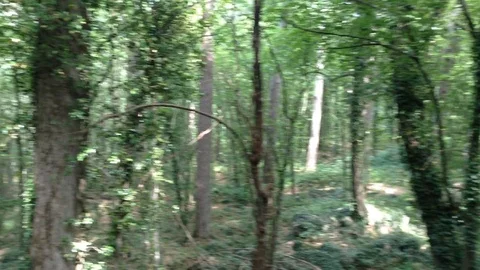 Beautiful Deep Forest - Yalta , Ay Petri , Crimea , Russia Stock Footage 87094467