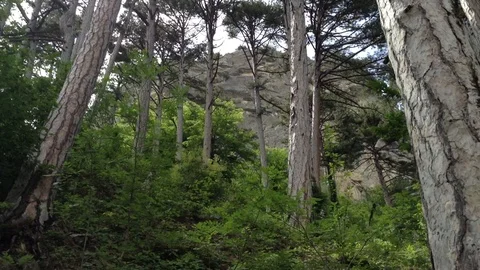Beautiful Deep Forest - Yalta , Ay Petri , Crimea , Russia 4 Stock Footage 87094482