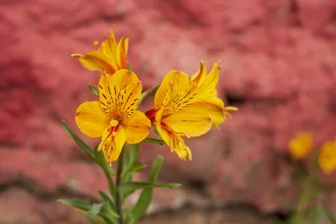 Beautiful deep yellow five petalled Alstroemeria flowers in ooty Stock Photos