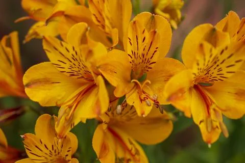 Beautiful deep yellow five petalled Alstroemeria flowers in ooty Stock Photos