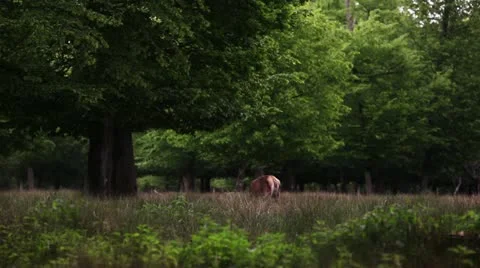 Beautiful Deer Stock Footage 11101767