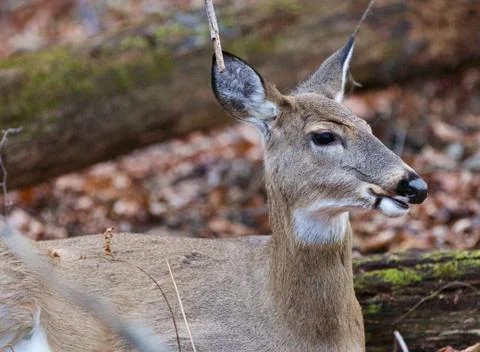 Beautiful deer in the forest Stock Photos