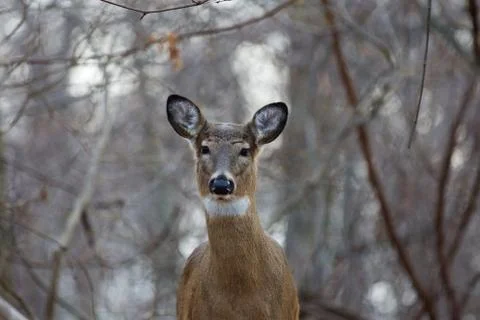 Beautiful deer in the forest Stock Photos