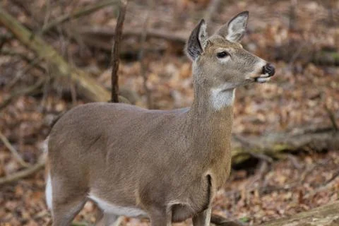 Beautiful deer in the forest Stock Photos
