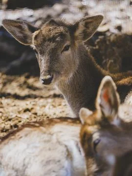 A beautiful deer in the forest Stock Photos